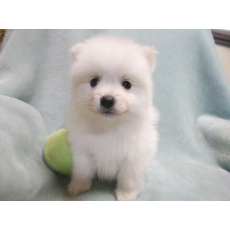 成約済の千葉県の日本スピッツ-427500の6枚目