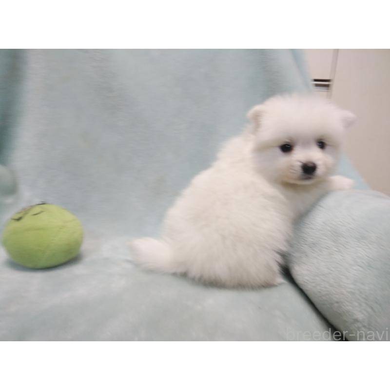 成約済の千葉県の日本スピッツ-427500の5枚目