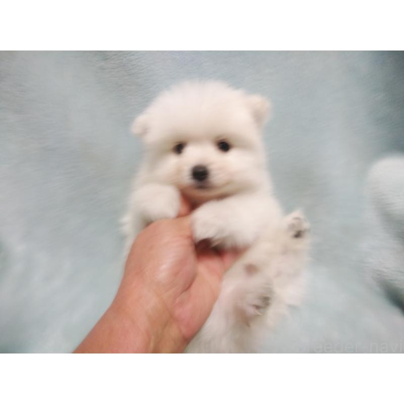 成約済の千葉県の日本スピッツ-427500の4枚目