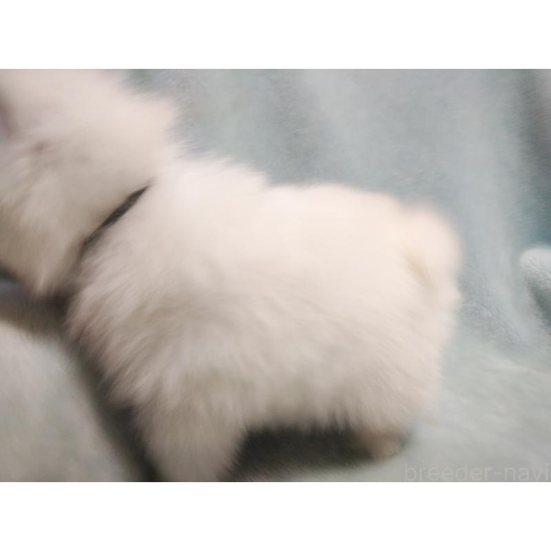 成約済の千葉県の日本スピッツ-427500の3枚目