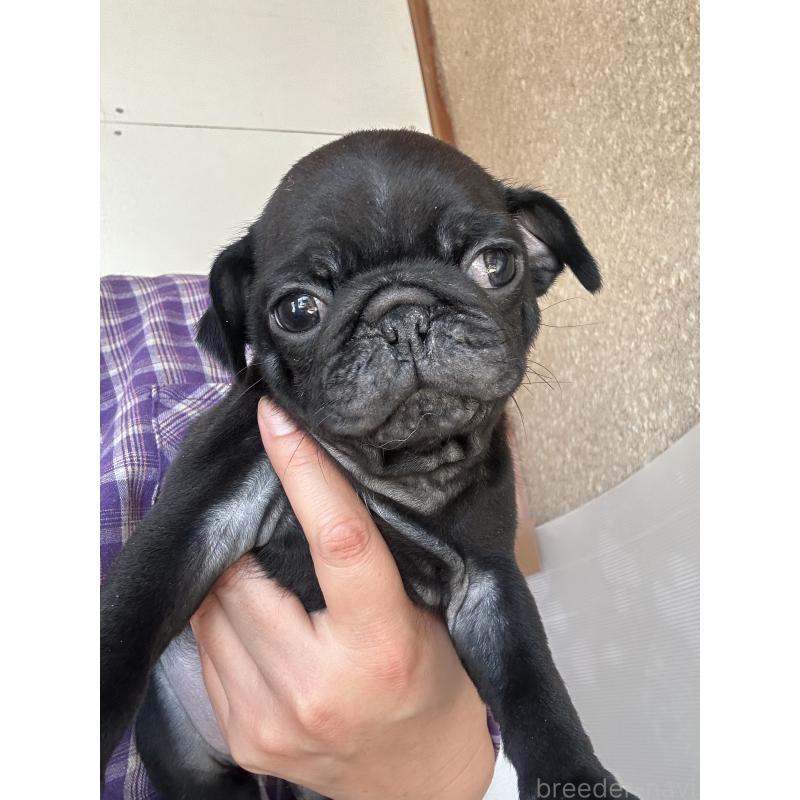 商談中の愛知県のパグ-430009