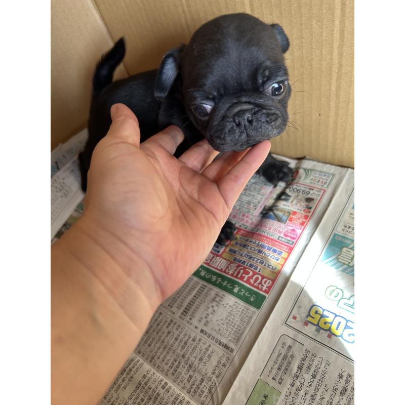 成約済の愛知県のパグ-430009の2枚目