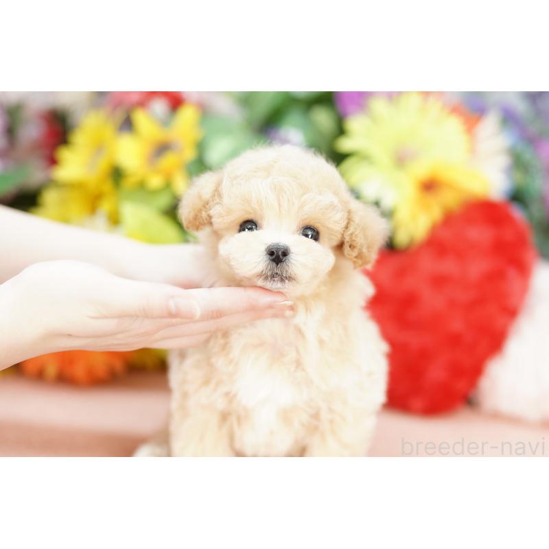 販売中の埼玉県のビションプー:ビションフリーゼ×トイプードル-432289の4枚目