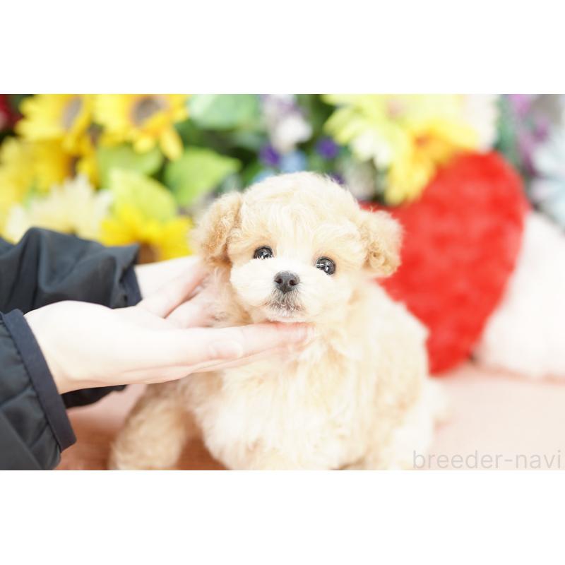 販売中の埼玉県のビションプー:ビションフリーゼ×トイプードル-432289の3枚目