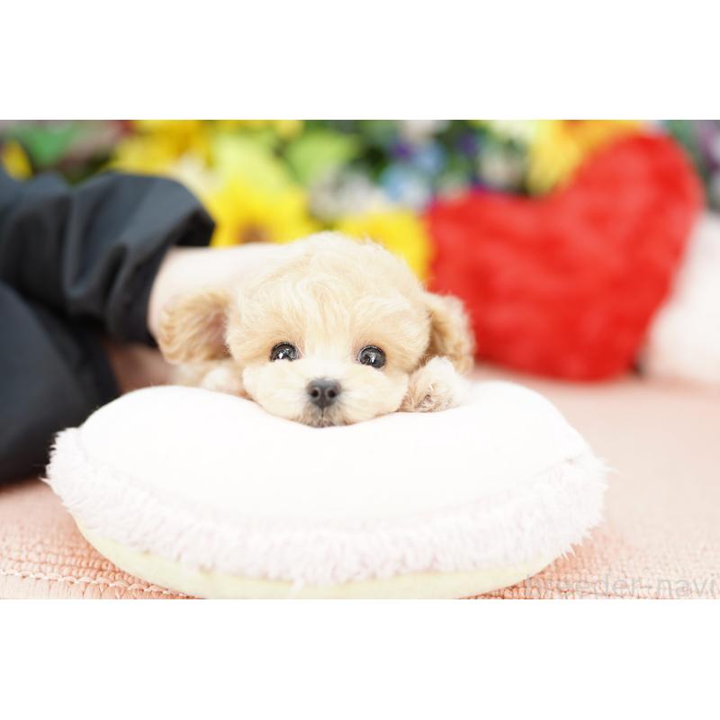 販売中の埼玉県のビションプー:ビションフリーゼ×トイプードル-432289の2枚目