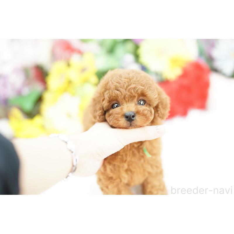 販売中の埼玉県のトイプードル-432290の4枚目