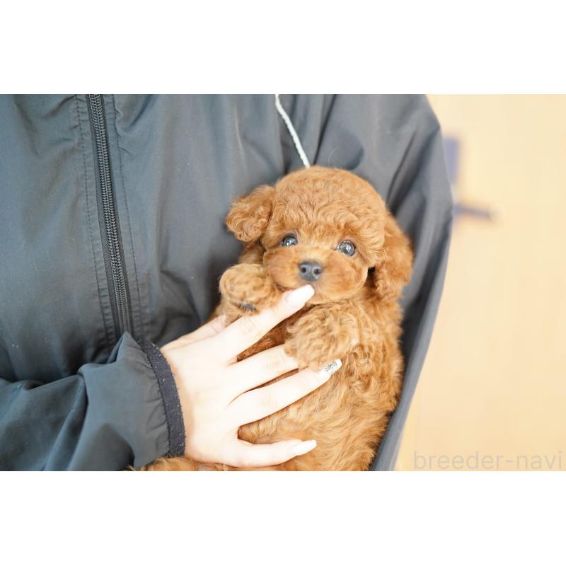 販売中の埼玉県のトイプードル-432290の3枚目