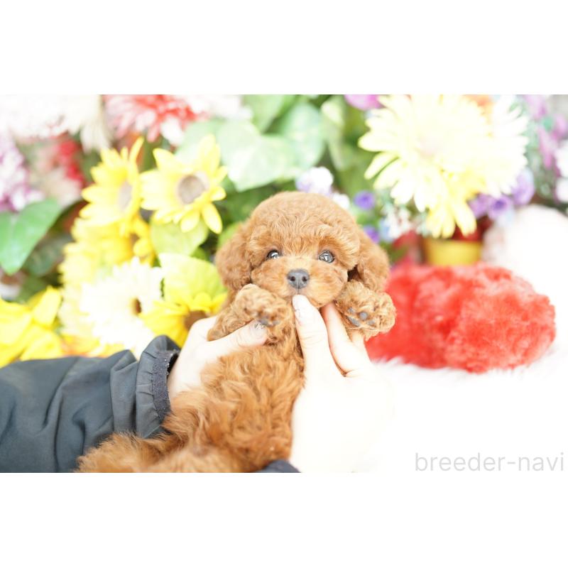 販売中の埼玉県のトイプードル-432290の2枚目