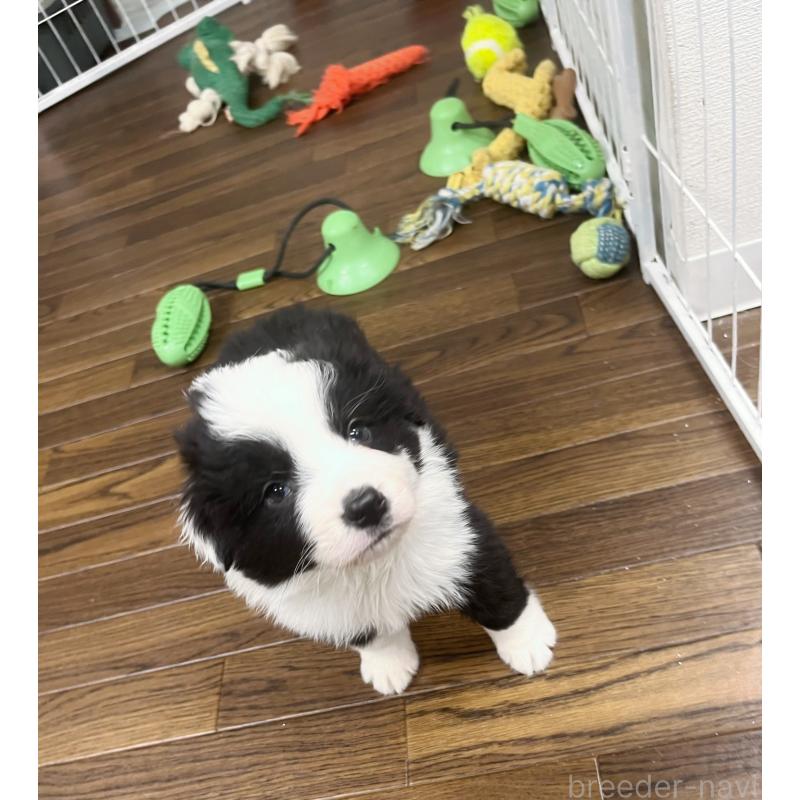 成約済の東京都のボーダーコリー-428401の8枚目