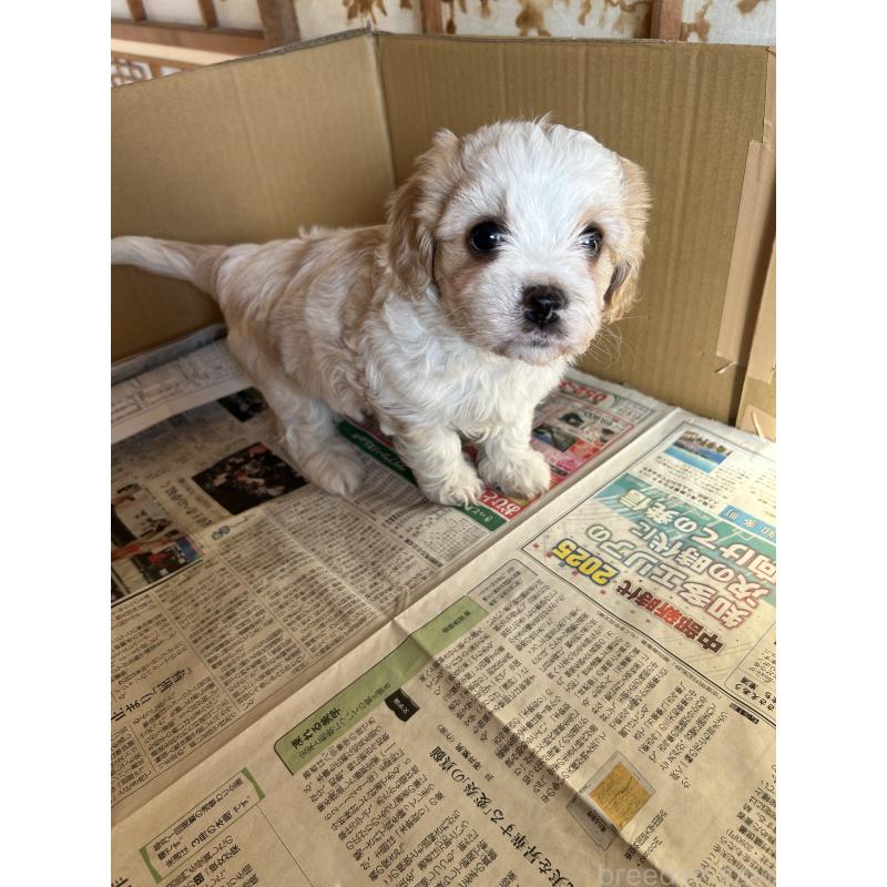 販売中の愛知県のミックス犬-430023の14枚目