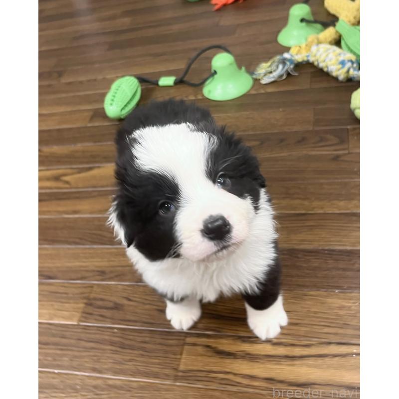 成約済の東京都のボーダーコリー-428401の7枚目