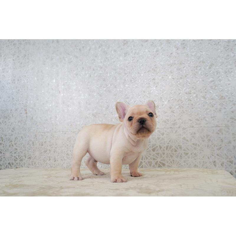 販売中の東京都のフレンチブルドッグ-432136の9枚目