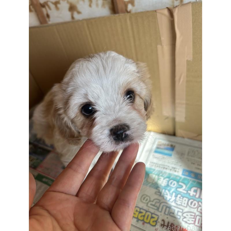 販売中の愛知県のミックス犬-430023の13枚目