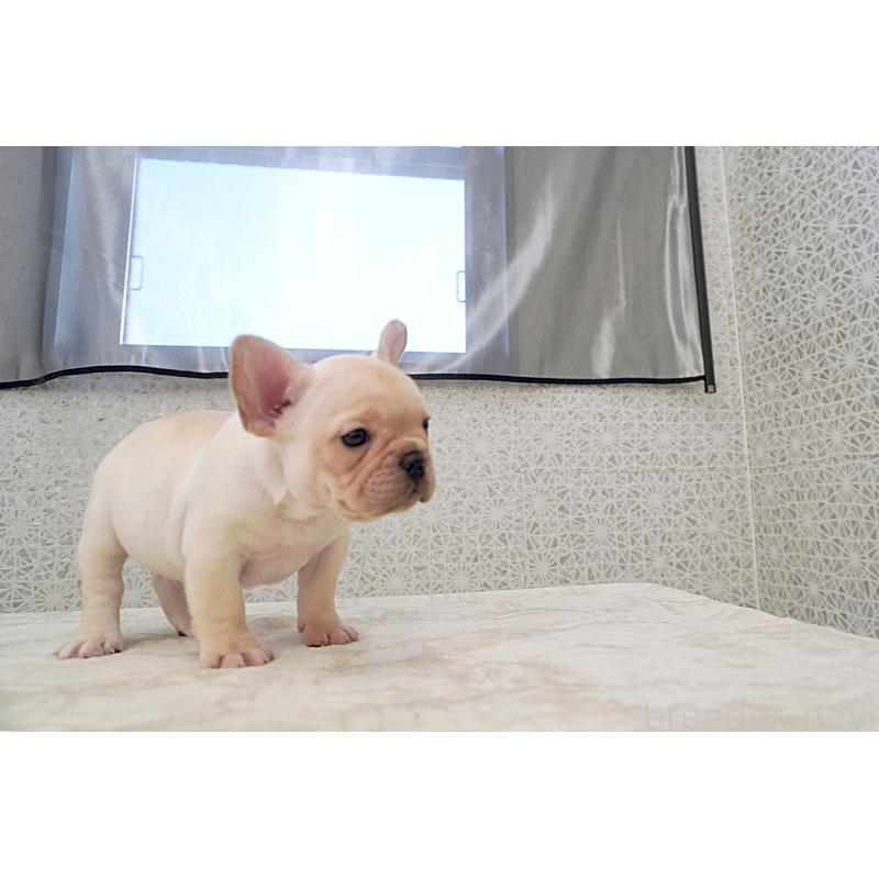 販売中の東京都のフレンチブルドッグ-432136の8枚目