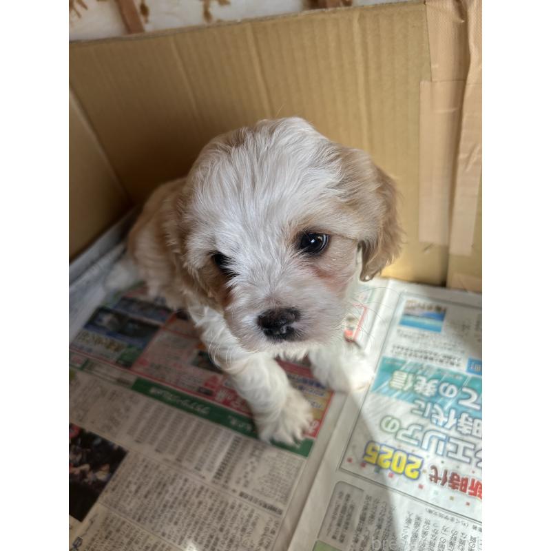 販売中の愛知県のミックス犬-430023の12枚目