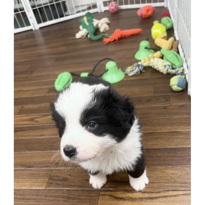 成約済の東京都のボーダーコリー-428401の6枚目