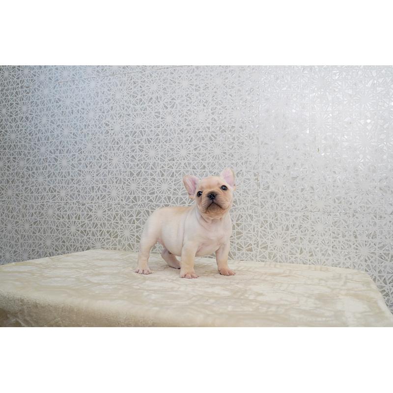 販売中の東京都のフレンチブルドッグ-432136の7枚目
