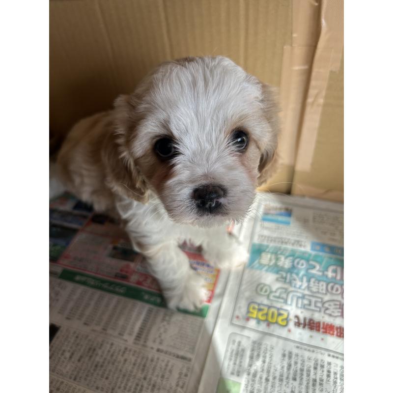 販売中の愛知県のミックス犬-430023