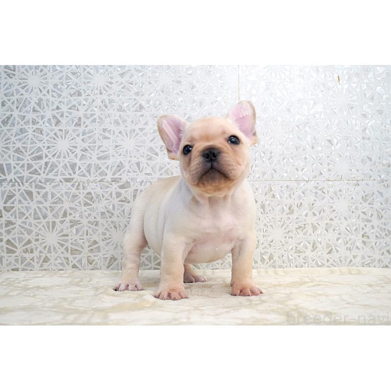 販売中の東京都のフレンチブルドッグ-432136の6枚目