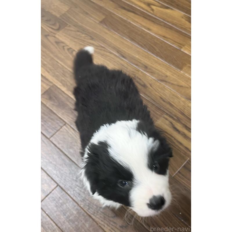 成約済の東京都のボーダーコリー-428401の5枚目