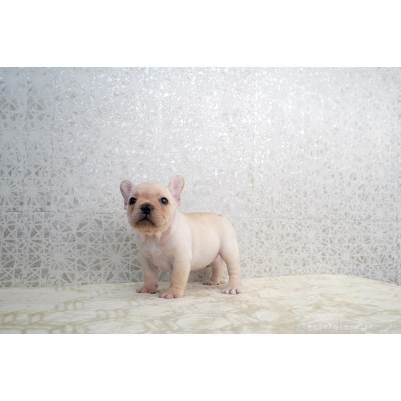 販売中の東京都のフレンチブルドッグ-432136の5枚目