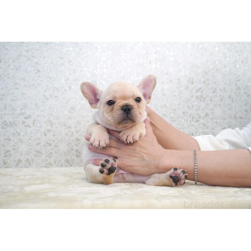 販売中の東京都のフレンチブルドッグ-432136の4枚目