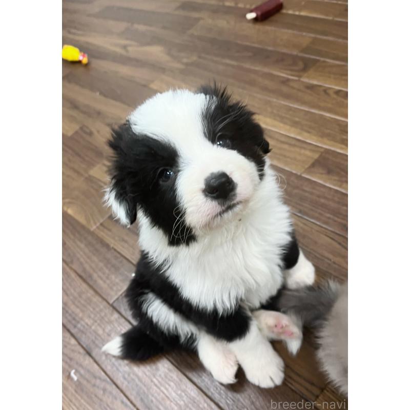 販売中の東京都のボーダーコリー-428401