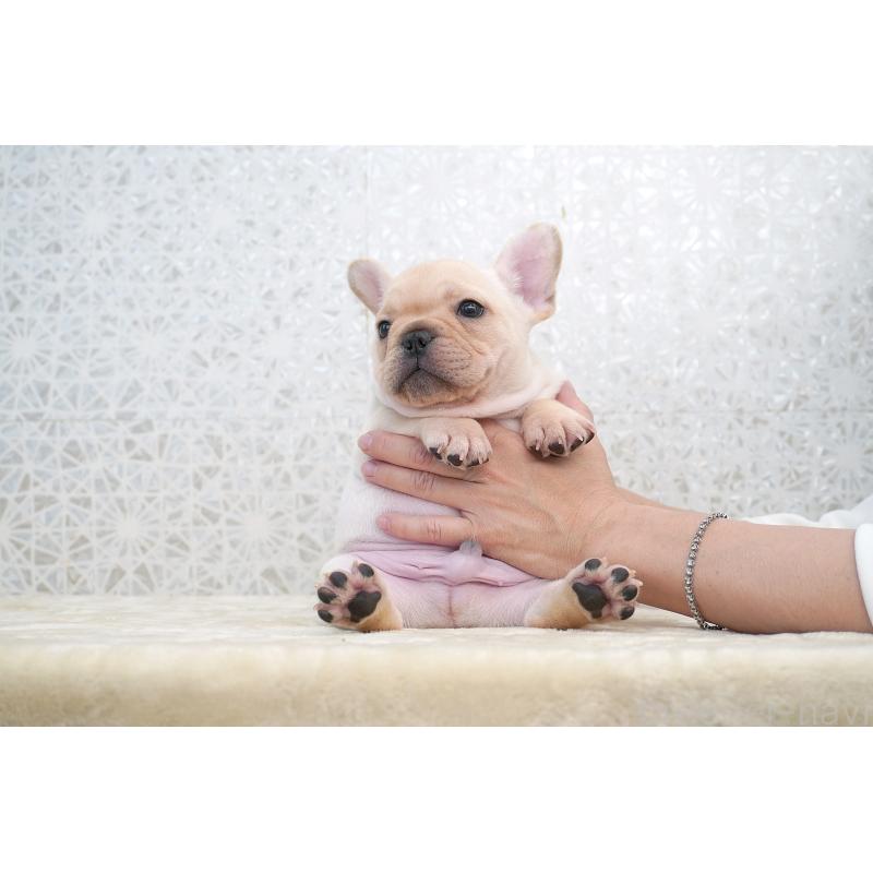 販売中の東京都のフレンチブルドッグ-432136の3枚目