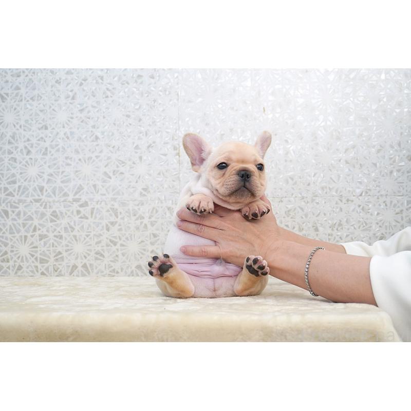 販売中の東京都のフレンチブルドッグ-432136の2枚目