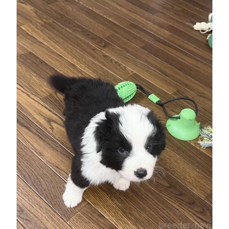 成約済の東京都のボーダーコリー-428401の4枚目