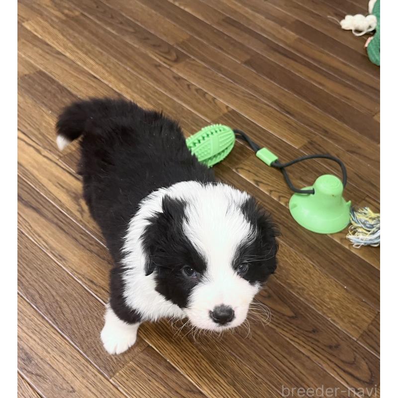 成約済の東京都のボーダーコリー-428401の3枚目