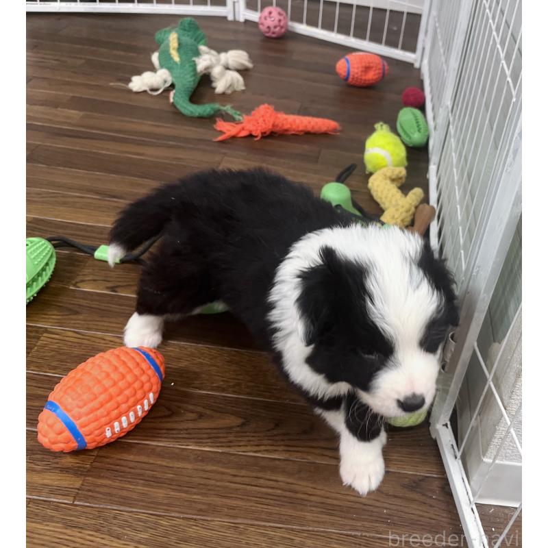 成約済の東京都のボーダーコリー-428401の2枚目