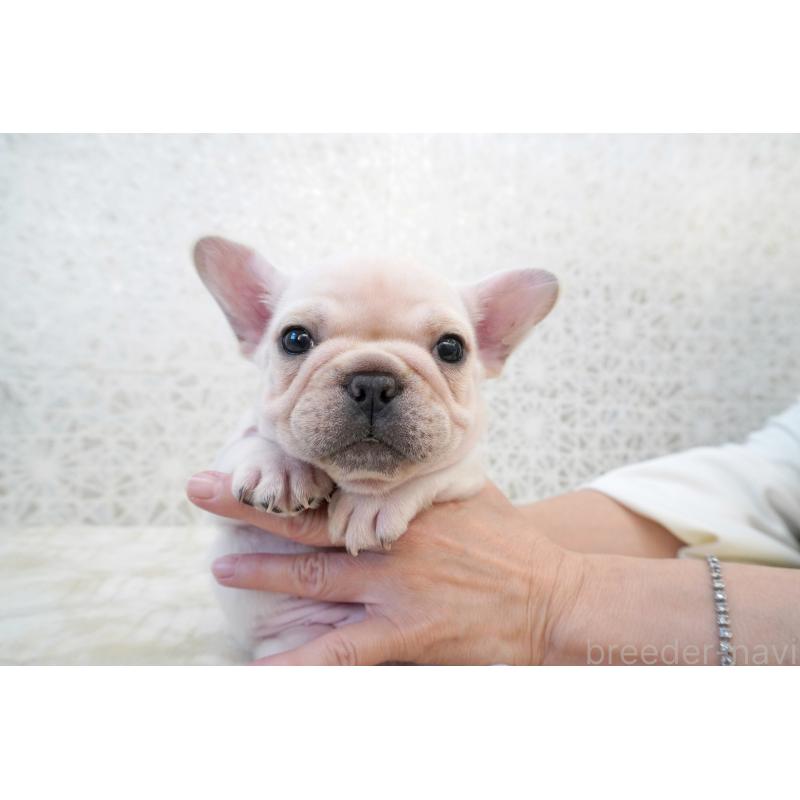 販売中の東京都のフレンチブルドッグ-432142の1枚目