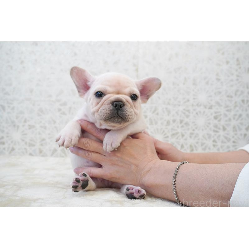 販売中の東京都のフレンチブルドッグ-432142の9枚目