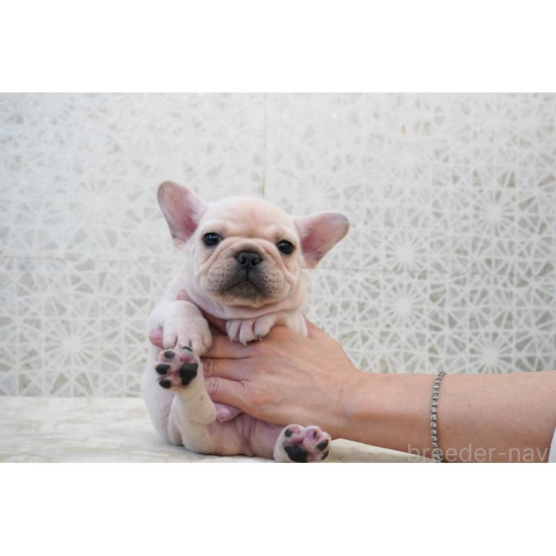 販売中の東京都のフレンチブルドッグ-432142の8枚目
