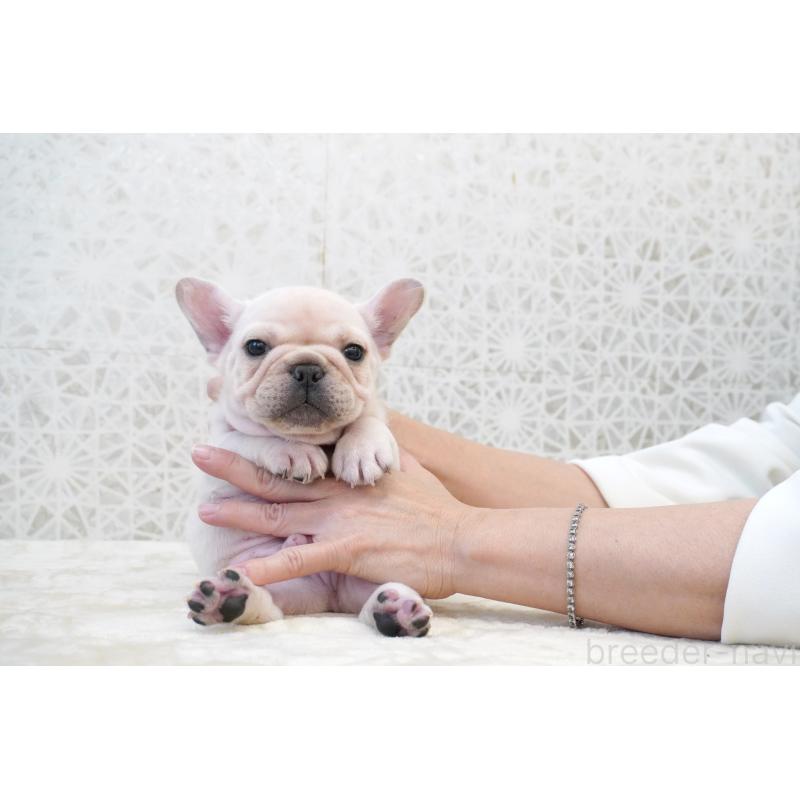 販売中の東京都のフレンチブルドッグ-432142の7枚目