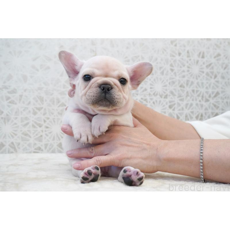 販売中の東京都のフレンチブルドッグ-432142の6枚目