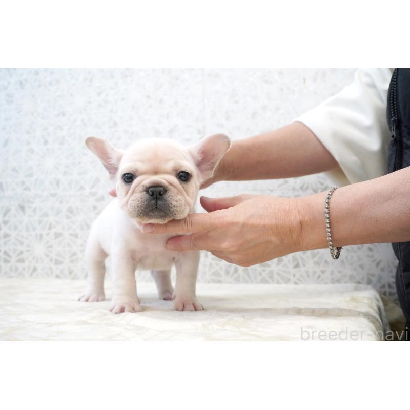 販売中の東京都のフレンチブルドッグ-432142の5枚目