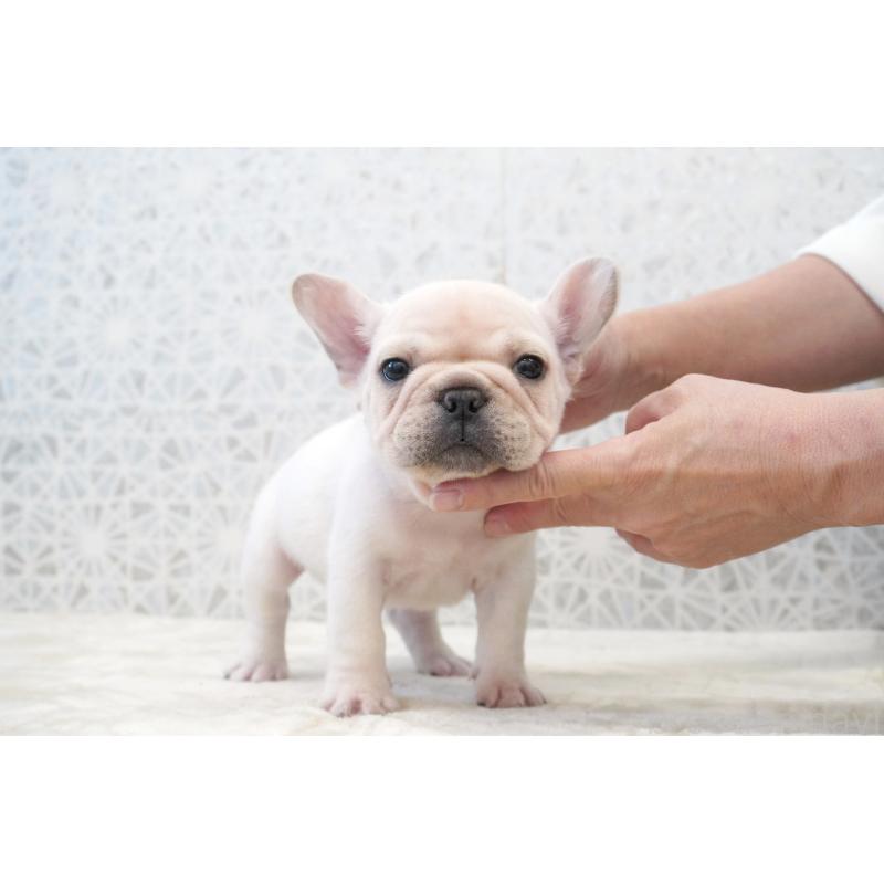 販売中の東京都のフレンチブルドッグ-432142の4枚目