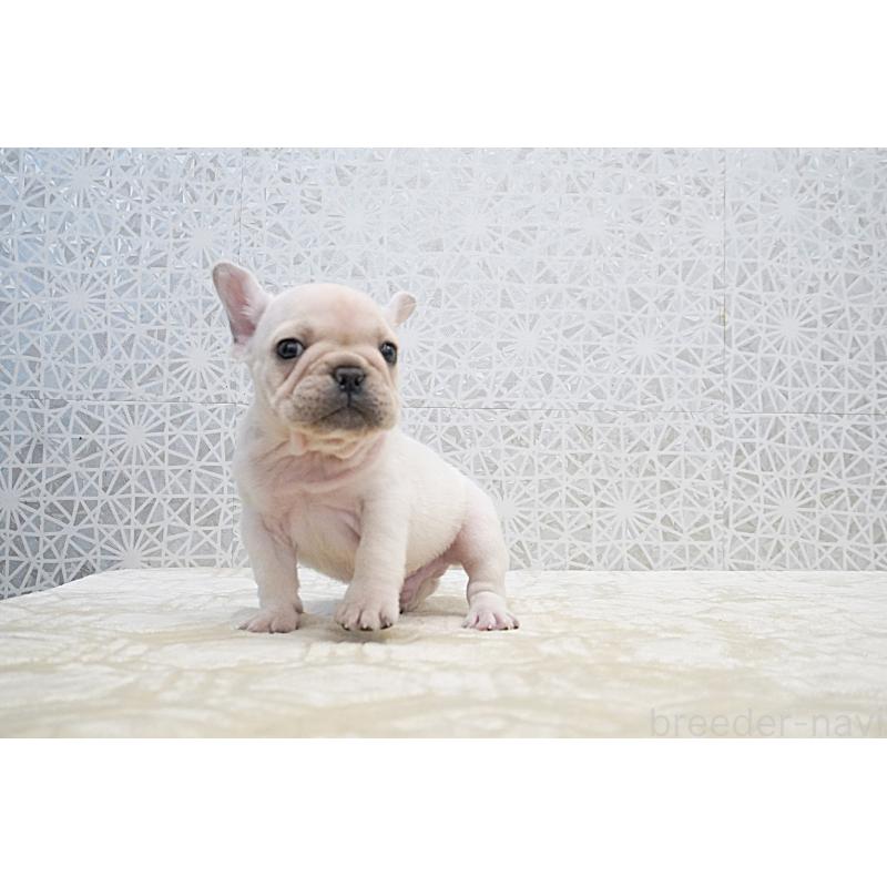 販売中の東京都のフレンチブルドッグ-432142の3枚目