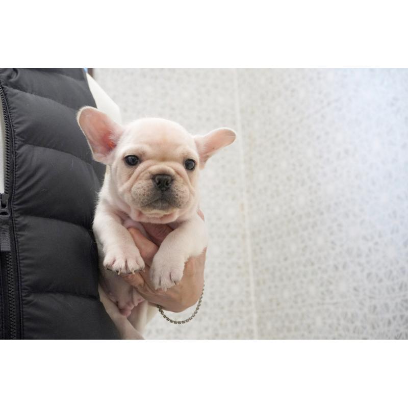 販売中の東京都のフレンチブルドッグ-432142の2枚目