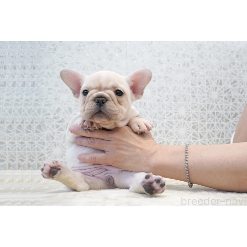 販売中の東京都のフレンチブルドッグ-432144の8枚目