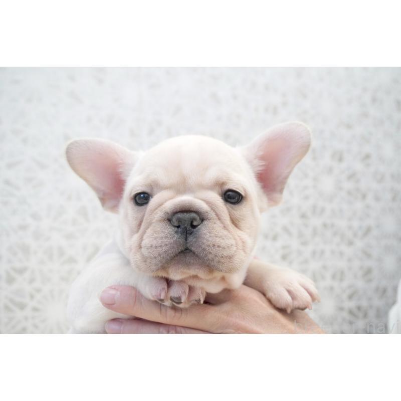 販売中の東京都のフレンチブルドッグ-432144の7枚目