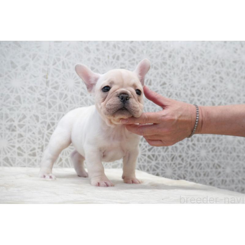 販売中の東京都のフレンチブルドッグ-432144の6枚目