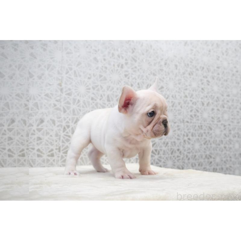 販売中の東京都のフレンチブルドッグ-432144の5枚目