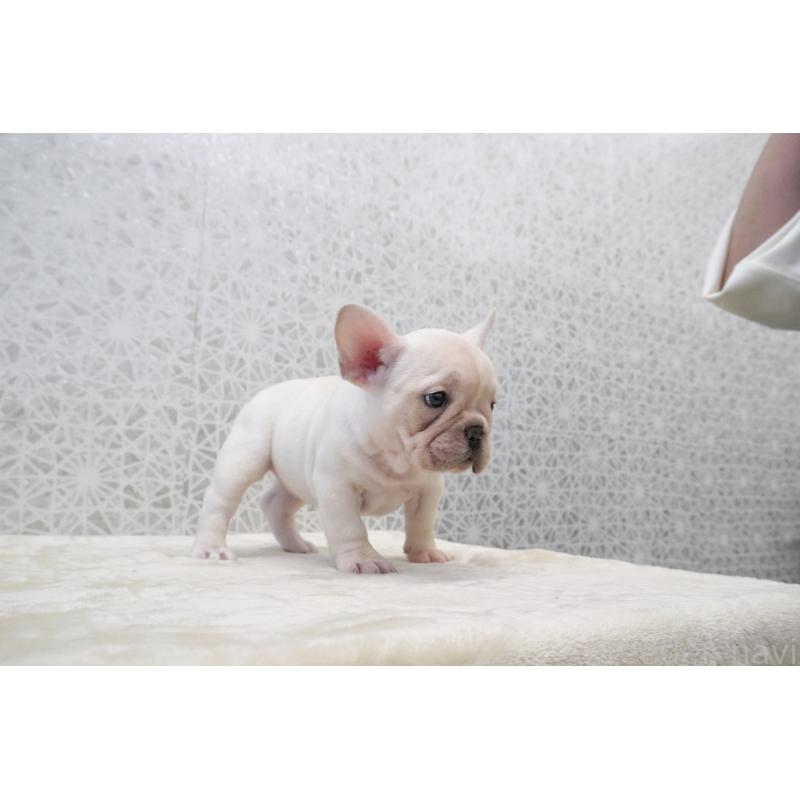 販売中の東京都のフレンチブルドッグ-432144の4枚目