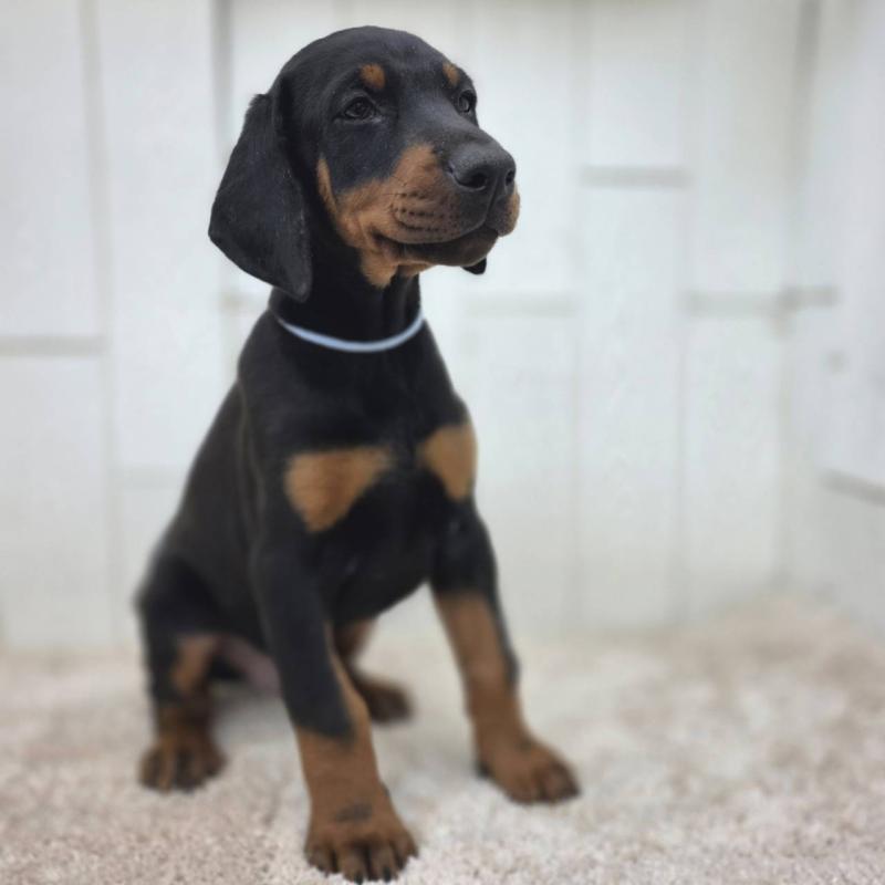 販売中の茨城県のドーベルマン-426181の37枚目