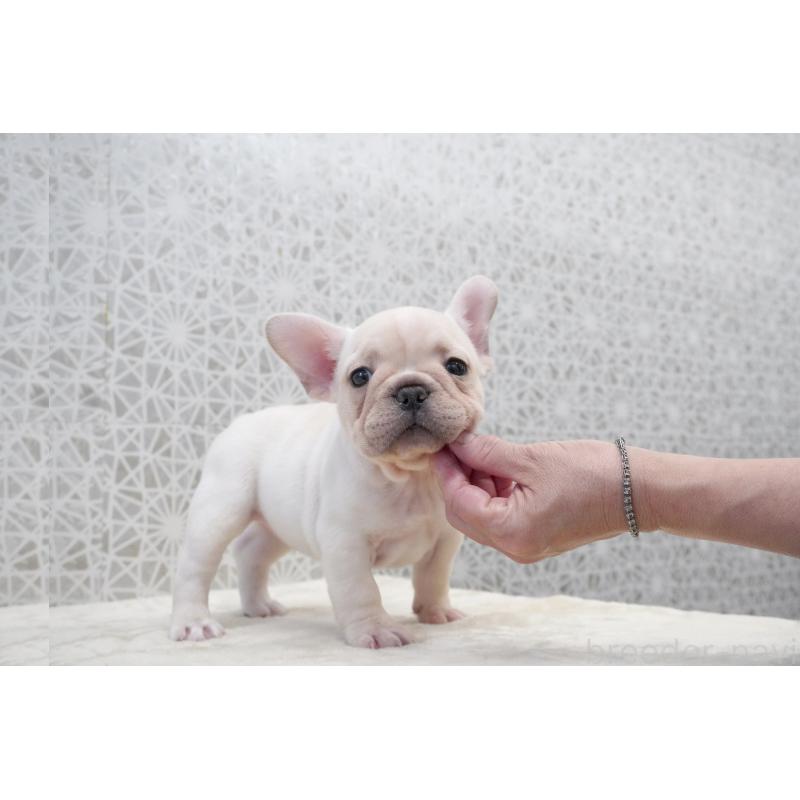 販売中の東京都のフレンチブルドッグ-432144の3枚目