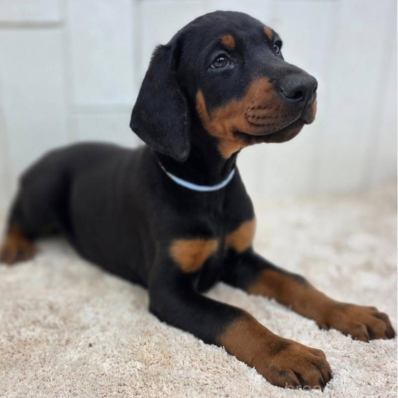 販売中の茨城県のドーベルマン-426181