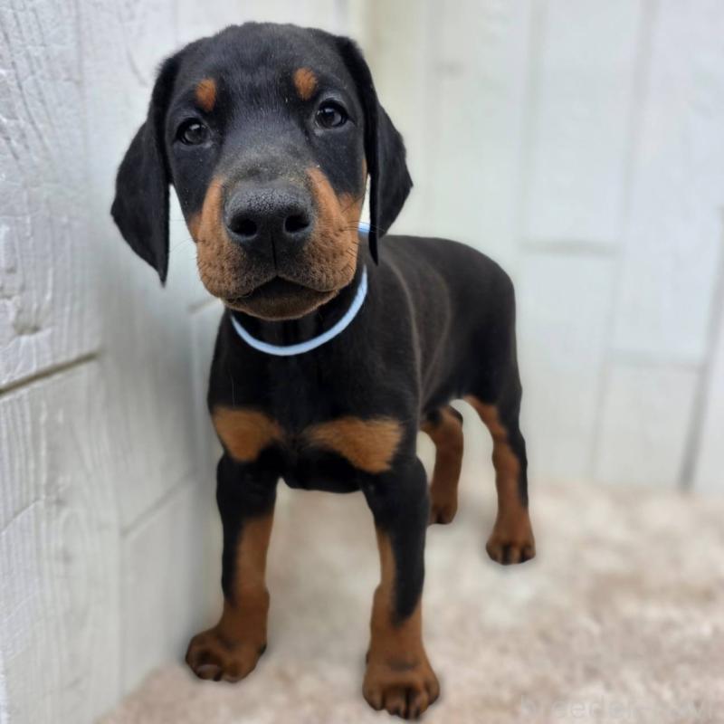 販売中の茨城県のドーベルマン-426181の33枚目